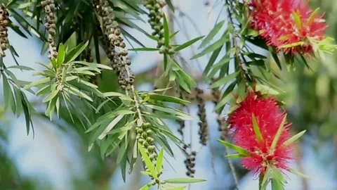 Flower tree Stock Footage 130964508