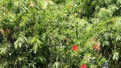 Flower tree Stock Footage 130964520