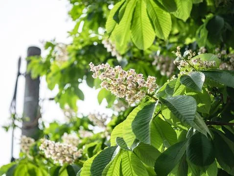 Flower on tree on green background Фото