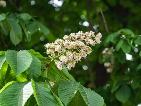 Flower on tree on green background Foto stock