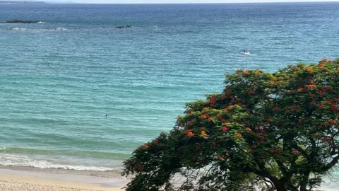 Flower tree at ocean water waves beach in Hawaii Vidéo 158438593