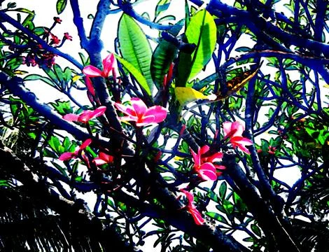 Flower tree painting Stock Photos