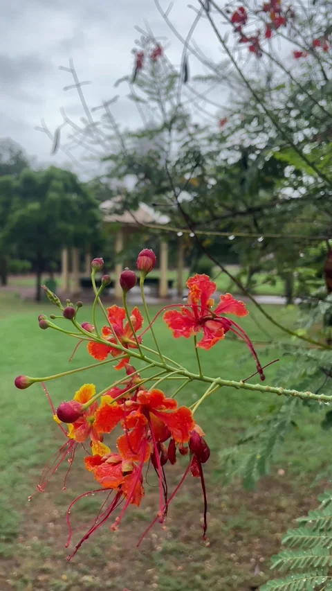 Flower tree in park Video stock 280641236