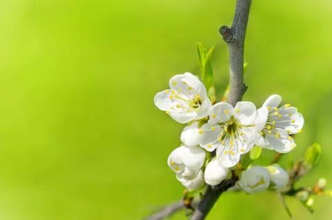 Flower tree Stock Photos