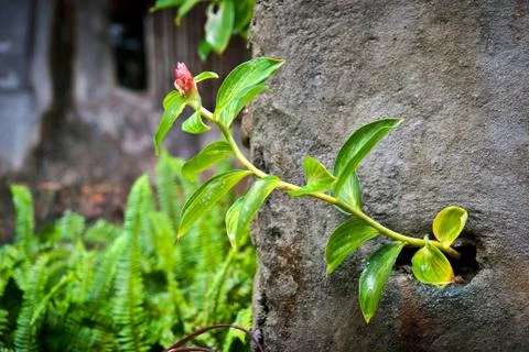 Flower on tree Stock-Fotos