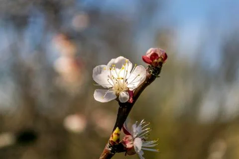 Flower in the tree Stock Photos