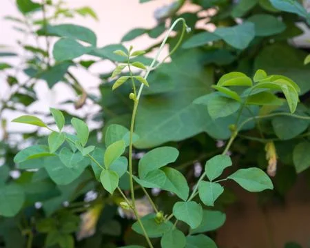 Flower tree Stock Photos