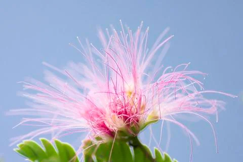 Flower on tree Stock Photos