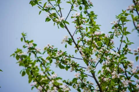 Flower tree Stock Photos