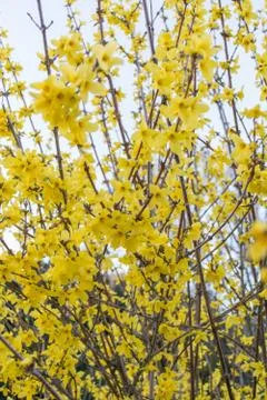 Flower tree Stock Photos