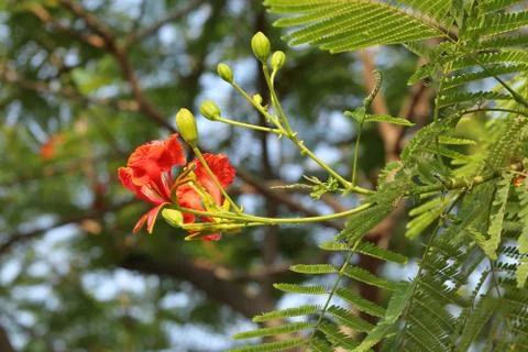 FLOWER ON A TREE Stock Photos