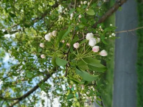 Flower on a tree Foto stock