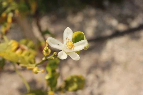 Flower from a tree Stock Photos