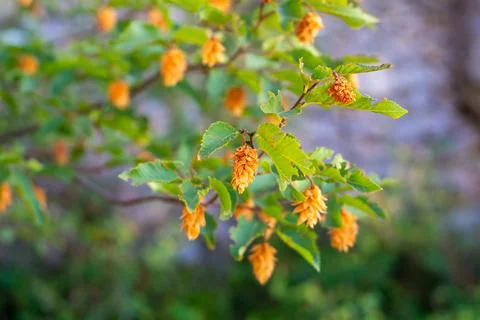 Flower on tree Stock Photos