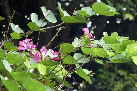 Flower on a Tree Stock Photos