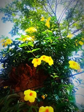 Flower tree Stock Photos