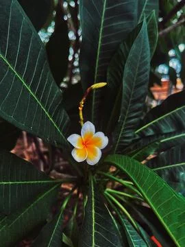 Flower on tree Stock Photos