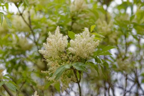 A flower on a tree Stock Photos