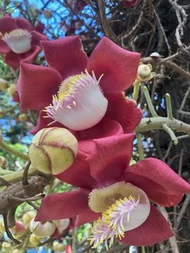 Flower on tree Stock Photos