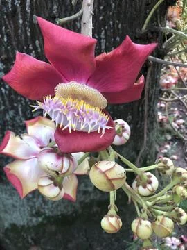 Flower on tree Stock Photos