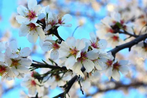 Flower on a tree Stock Photos