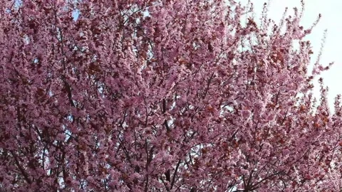 Flower tree pink canopy Stock Footage 133491276