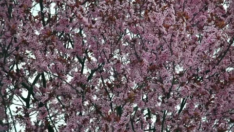 Flower tree pink canopy Stock Footage 133491283