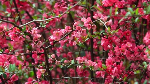 Flower tree pink canopy Stock Footage 133491285