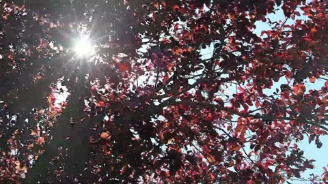 Flower tree pink canopy Stock Footage 133491308