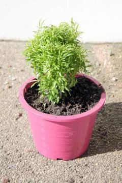 Flower tree in potted pink. Stock Photos
