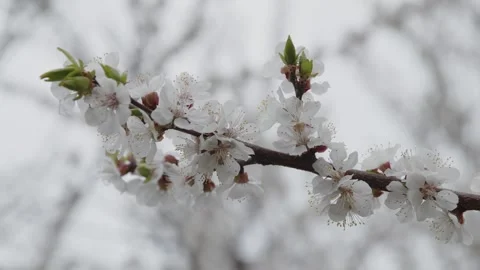 Flower tree in spring Stock Footage 272226840