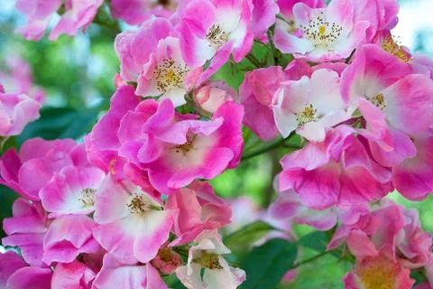 A flower on a tree in spring Stock Photos