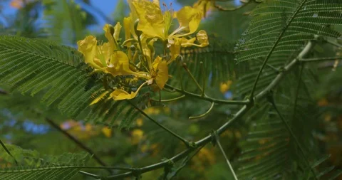 Flower from tree in tropical location. Stock Footage 93799187