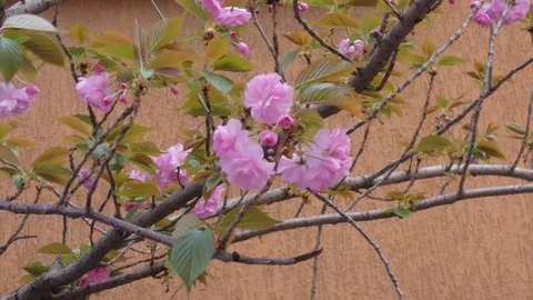 Flower on the treeal Video stock 105881845