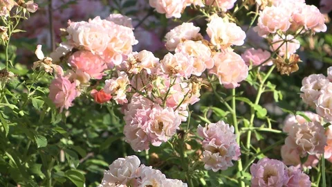 Flower trees in a garden Stock Footage 86792470