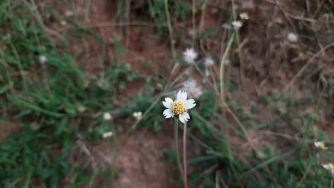 Flower of Tridax procumbens. Stock Footage 139028844