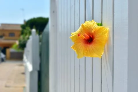 Flower that tries to survive through the fence. life makes its way Stock Photos