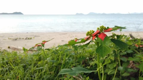 Flower on the tropical beach. Stock Footage 127266798