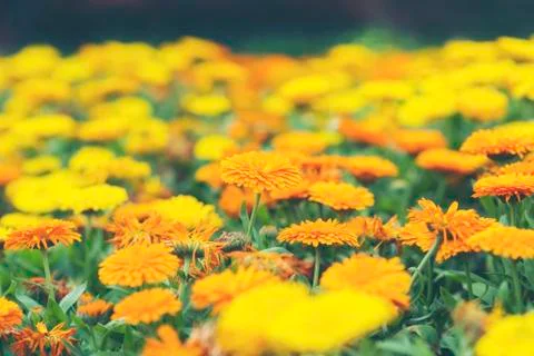 Flower in tropical Stock Photos