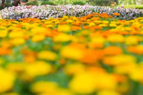Flower in tropical Stock Photos