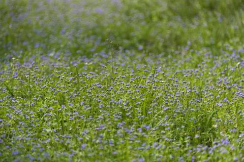 Flower in tropical Foto stock
