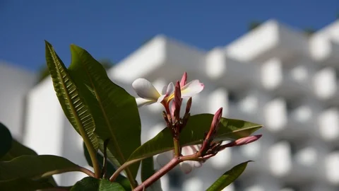 Flower of a tropical tree in the unfocused background of the hotel 스톡 동영상 106347787
