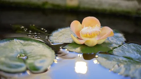 Flower of a tropical tree in the water. Reflection of the Golden dome of the  Stock Footage 129377435