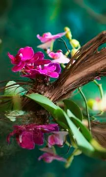 Flower on the trunk of a tree Stock Photos