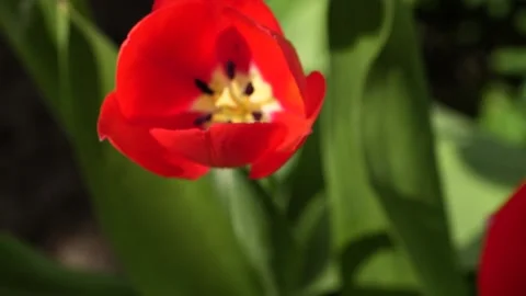 Flower of tulip fluttering in the wind. Vídeos de archivo 103999647
