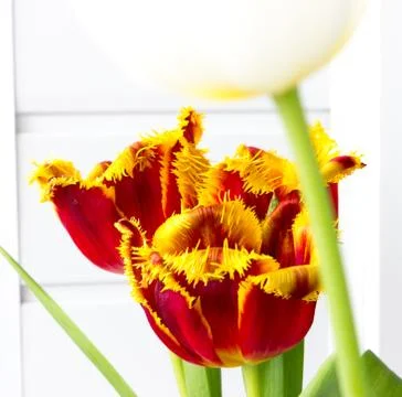 The flower tulip. 写真素材