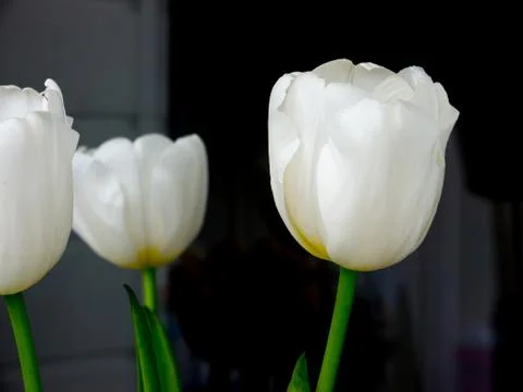 The flower tulip. Foto stock