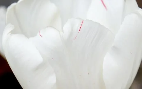 The flower tulip. 스톡 사진