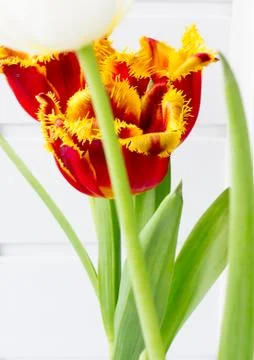The flower tulip. Foto stock