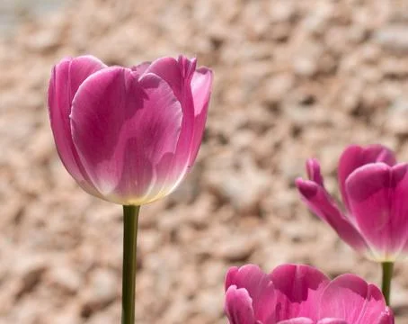 Flower of tulip Stock Photos